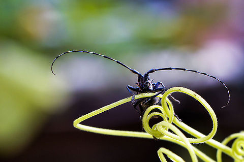 小动物天牛  Anoplophora glabripennis,Asian long-horned beetle,China,Geotagged