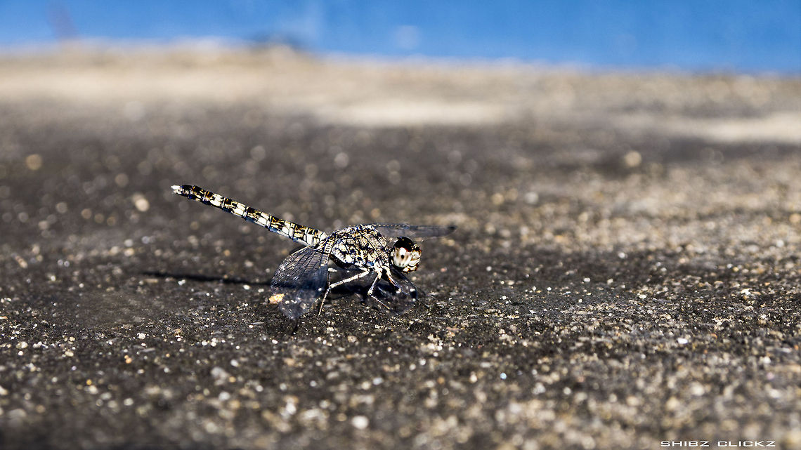 dragonflies  Bradinopyga geminata,Granite ghost