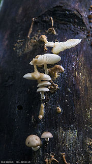 MUSHROOMS MUSHROOMS in the rainy season are mind blowing seen. fungi,india,kerela,malayali,mushrrom,rainy,wildlife