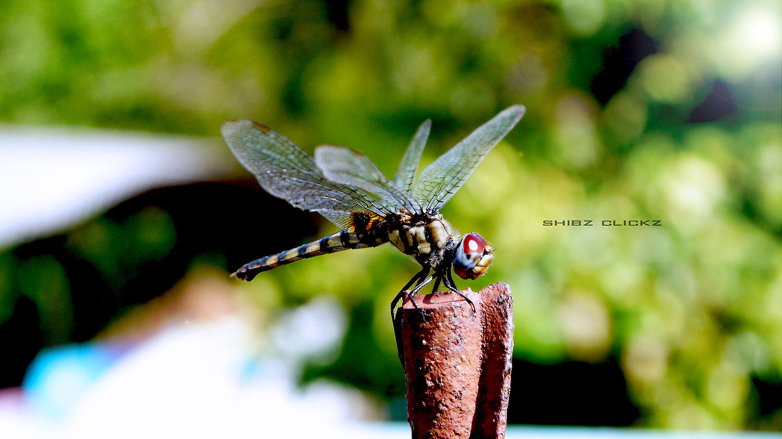 DRAGONFLIES  Geotagged,India,Tramea basilaris,beauty,dragonfly,india,kerela,macro,nature,summer