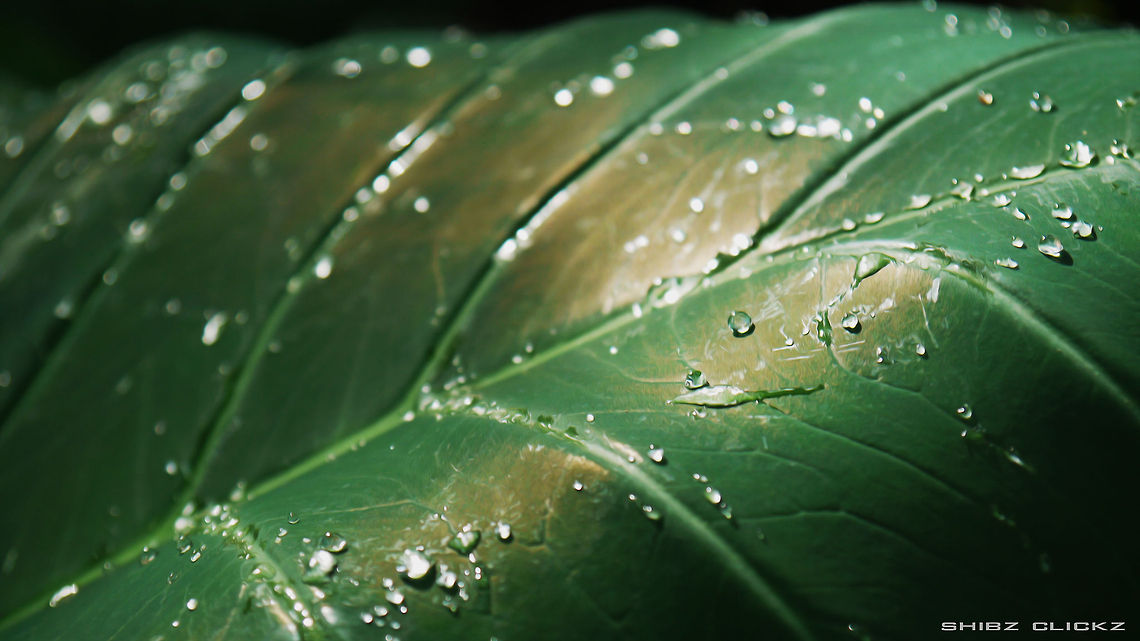 rain drops  Geotagged,India,Raindrops,green,india,kerela,leaf,rain,rain water drops,shibz clickz,sunset