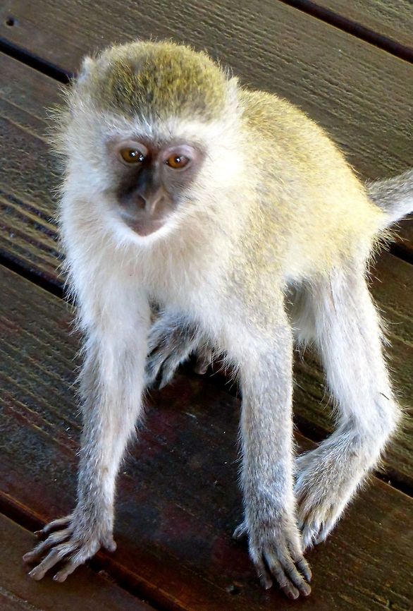 Playful vervet at my door. This vervet monkey was playing right outside my door at Toka Leya Safari Camp, not far from Victoria Falls.  He was a little bashful but definitely curious!                                Chlorocebus pygerythrus,Geotagged,Vervet monkey,Zambia