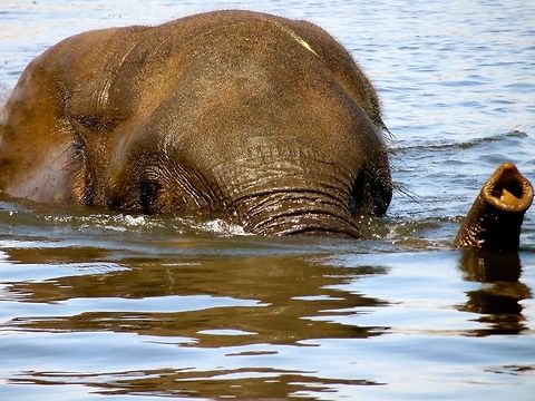 Who Knew Elephants Could Swim? It was amazing to see a whole herd of elephants walk right into the Chobe River and swim across!  This guy was the first one to take the plunge.                                African bush elephant,Botswana,Geotagged,Loxodonta africana