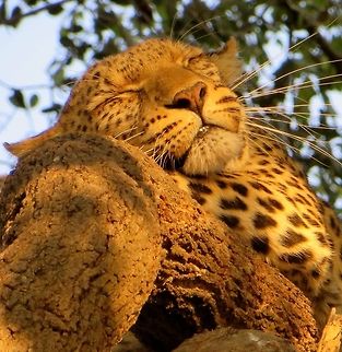 Napping leopard in tree top.  This was the first leopard we saw as we entered Linyanti Concession in Botswana.                                 African Leopard,Botswana,Geotagged,Panthera pardus pardus