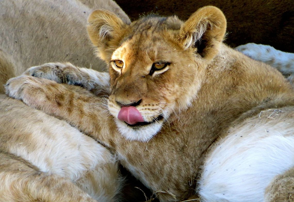 Lion cub chillin' with his sibs. We came across a mother lion and 4 cubs, relaxing under a tree in Santawani Concession, Botswana.  Hard to believe they grow up into those mighty fierce creatures - they look so cute!                                Botswana,Geotagged,Lion,Panthera leo