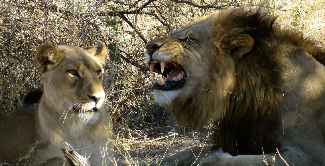 Lions courting! We watched this pair for almost an hour, from this beginning appeal by the male to his lady, through actual mating.  The lady controls the action - it only happens when she gives permission!                                Botswana,Geotagged