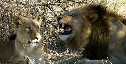 Lions courting! We watched this pair for almost an hour, from this beginning appeal by the male to his lady, through actual mating.  The lady controls the action - it only happens when she gives permission!                                Botswana,Geotagged
