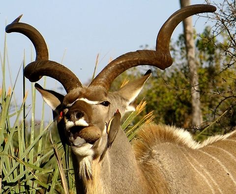 Species helping one another This male kudu - a beautiful creature with handsome set of antlers - is nibbling on some sort of cone, while two red-billed oxpeckers nibble on either side of his face.  Mutually satisfying arrangement: they get a meal and he gets rid of annoying ticks!                                  Botswana,Geotagged,Greater Kudu,Tragelaphus strepsiceros
