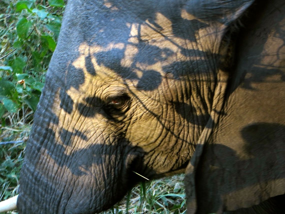 Close enough to see her eyes! This mother elephant and her baby came up to visit us in camp. They were within 3 feet of where we had been having breakfast  - who could eat with all that excitement?!  I loved the way the early morning light played through the leaves onto her hide.                              African bush elephant,Botswana,Geotagged,Loxodonta africana