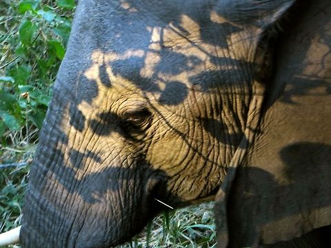 Close enough to see her eyes! This mother elephant and her baby came up to visit us in camp. They were within 3 feet of where we had been having breakfast  - who could eat with all that excitement?!  I loved the way the early morning light played through the leaves onto her hide.                              African bush elephant,Botswana,Geotagged,Loxodonta africana