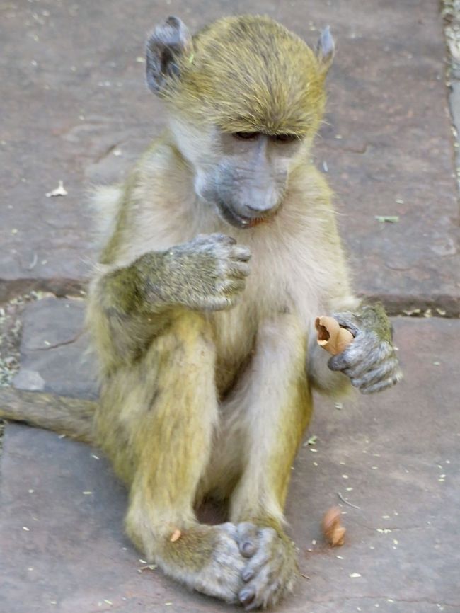 Baby baboon at ease at Victoria Falls. Many baboons can be seen near the entrance to Victoria Falls.  The adults can be quite aggressive, even grabbing things away from tourists.  This little guy was content to keep himself occupied with some peanuts.                                Chacma baboon,Geotagged,Papio ursinus,Zimbabwe
