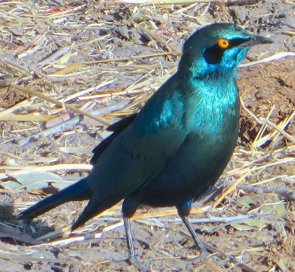 starling These beautiful birds are common throughout Botswana but we never got tired of admiring their gorgeous coloring.                                Botswana,Geotagged,Greater blue-eared starling,Lamprotornis chalybaeus