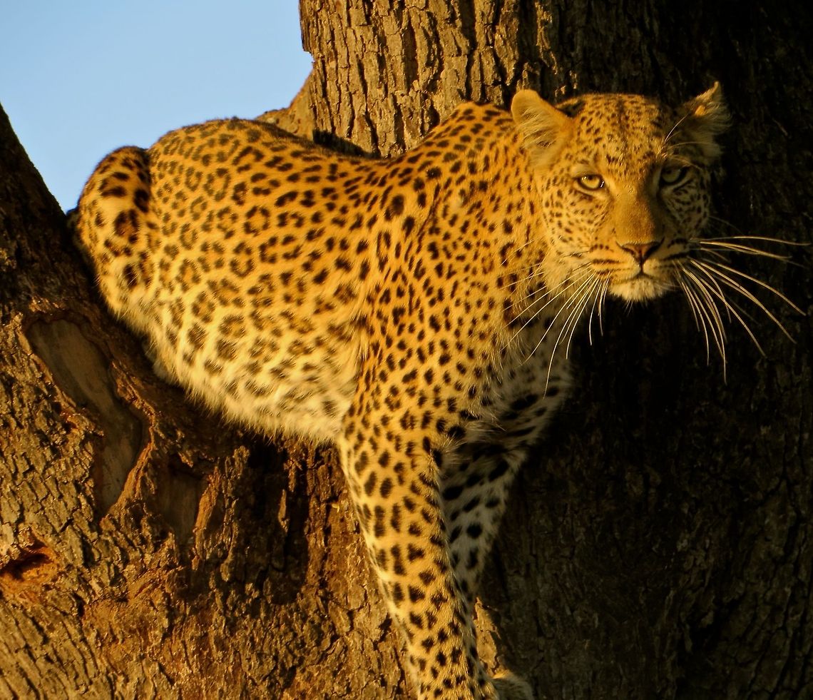 Leopard checks us out  After awakening from its nap, the leopard gazed around for a while and then slowly made its way down from its tree perch, looking us straight in the eye all the while.                               African Leopard,Botswana,Geotagged,Panthera pardus pardus