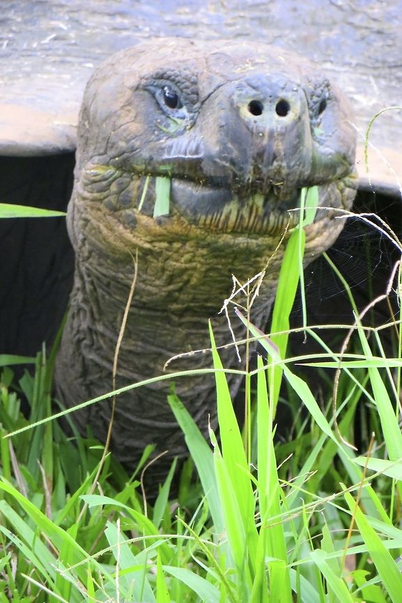 E T Phone Home?! This giant tortoise was particularly photogenic!                                Chelonoidis nigra,Ecuador,Gal&aacute;pagos tortoise,Geotagged