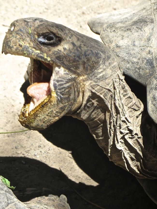Caught him mid-yawn!  These giant tortoises can live to be 150 years old.  I guess that might merit a yawn from this guy....                               Chelonoidis nigra,Ecuador,Gal&aacute;pagos tortoise,Geotagged
