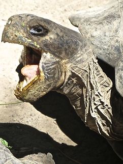 Caught him mid-yawn!  These giant tortoises can live to be 150 years old.  I guess that might merit a yawn from this guy....                               Chelonoidis nigra,Ecuador,Galápagos tortoise,Geotagged