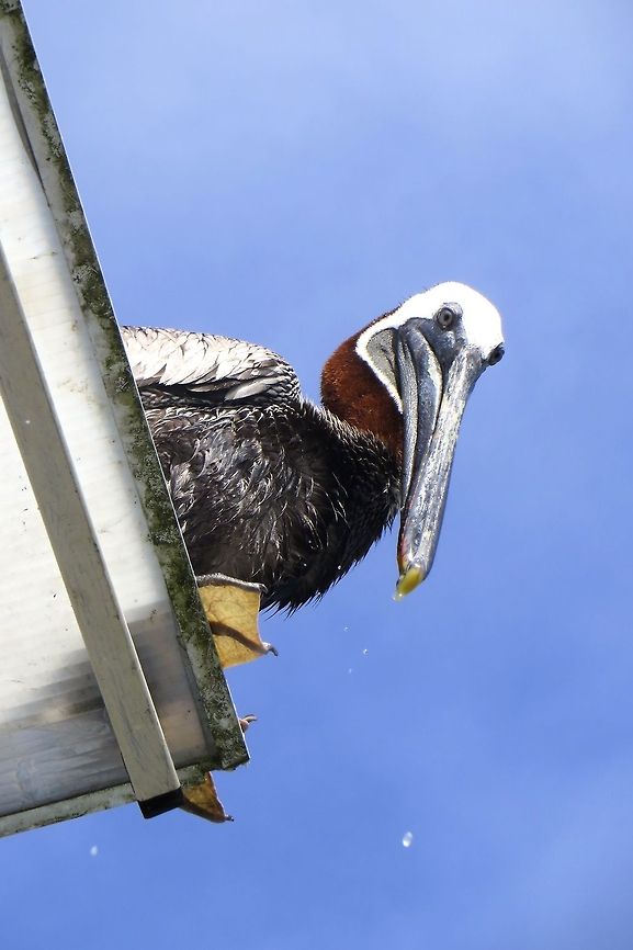 Pelican checking out the tourists from the rooftop.                                 Brown Pelican,Ecuador,Geotagged,Pelecanus occidentalis