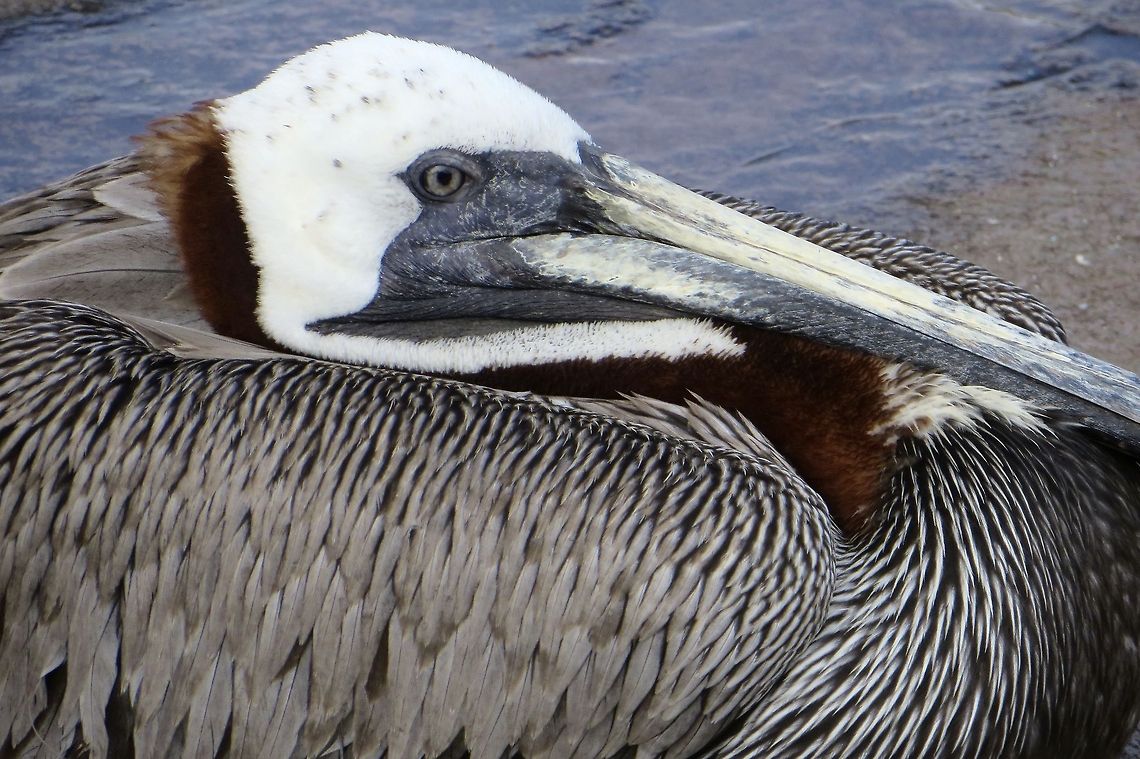 Pelican at rest. Loved getting this &quot;close up and personal&quot; shot of this handsome pelican.                                Brown Pelican,Pelecanus occidentalis