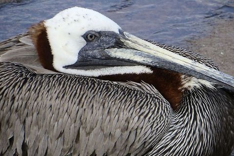 Pelican at rest. Loved getting this "close up and personal" shot of this handsome pelican.                                Brown Pelican,Pelecanus occidentalis