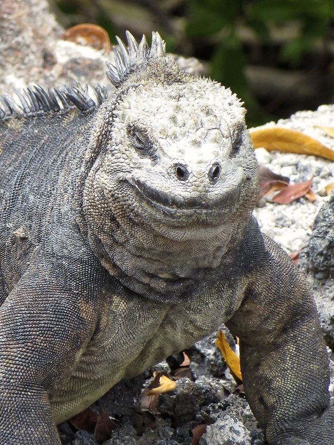 This land iguana was definitely a character to be reckoned with! Couldn't tell if he was smiling or sneering.....                                Conolophus subcristatus,Ecuador,Galapagos land iguana,Geotagged
