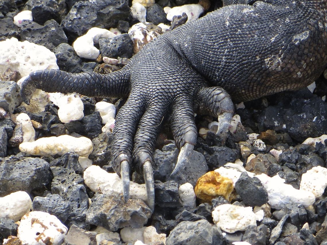 "Hand" of a marine iguana in the Galapagos                                 Amblyrhynchus cristatus,Ecuador,Geotagged,Marine iguana