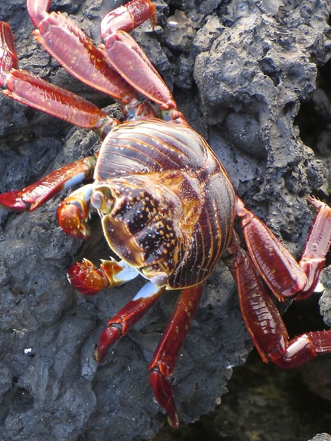 Sally Lightfoot Crab These gorgeous crabs are beautiful Galapagos residents.                                Ecuador,Geotagged,Grapsus grapsus