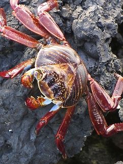Sally Lightfoot Crab These gorgeous crabs are beautiful Galapagos residents.                                Ecuador,Geotagged,Grapsus grapsus