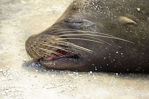 Snoozing, Smiling Galapagos Sea Lion                                 Galápagos sea lion,Zalophus wollebaeki