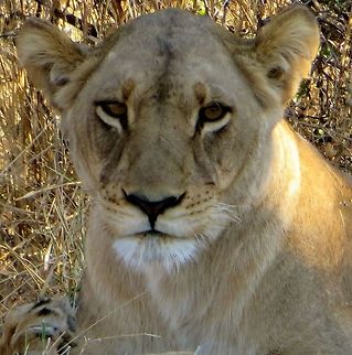 Watchful lioness.                                 Botswana,Geotagged,Lion,Panthera leo