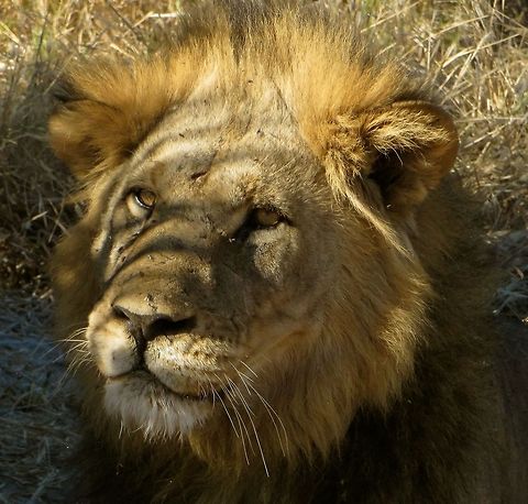 Pensive lion.                                 Botswana,Geotagged,Lion,Panthera leo