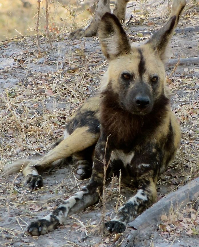Member of a small pack of wild dogs.                                 African wild dog,Botswana,Geotagged,Lycaon pictus