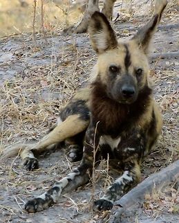 Member of a small pack of wild dogs.                                 African wild dog,Botswana,Geotagged,Lycaon pictus