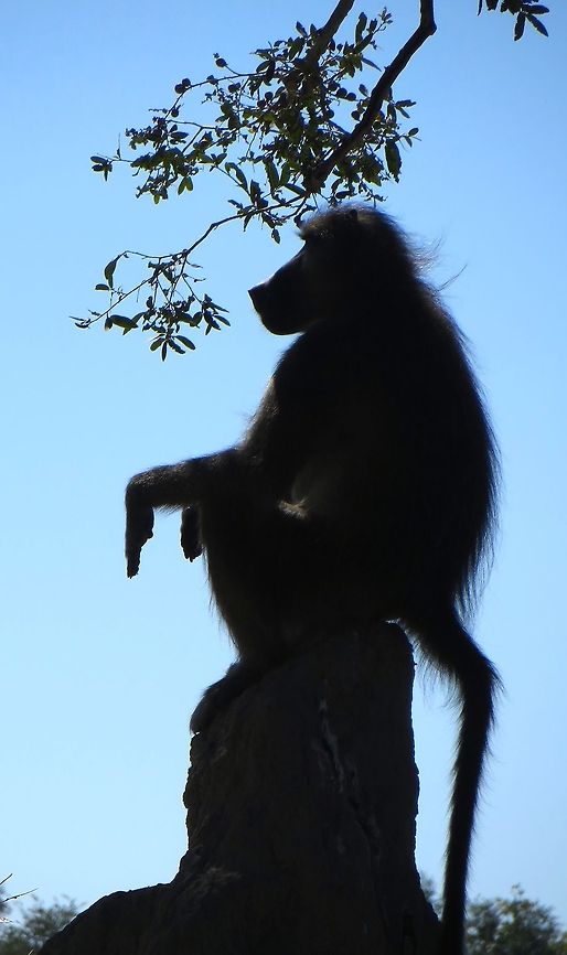 Baboon chillin' at dusk.                                 Botswana,Chacma baboon,Geotagged,Papio ursinus