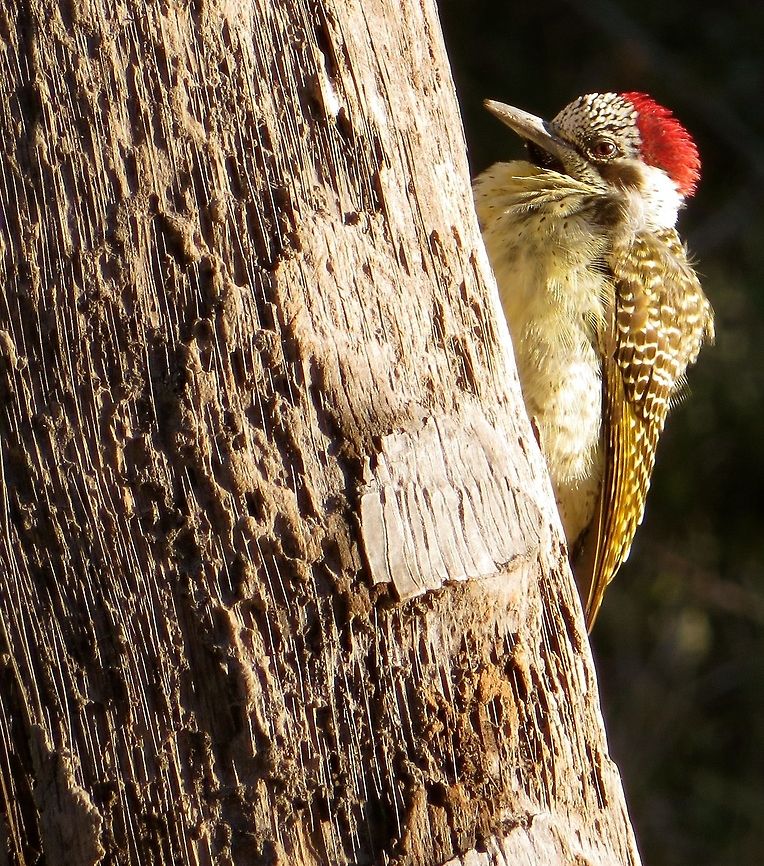 Cardinal woodpecker right outside dining room at safari camp.                                 Botswana,Cardinal woodpecker,Dendropicos fuscescens,Geotagged