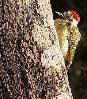 Cardinal woodpecker right outside dining room at safari camp.                                 Botswana,Cardinal woodpecker,Dendropicos fuscescens,Geotagged