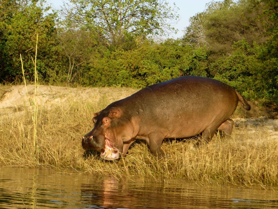 Hippo entering the Zambezi River.                                 Botswana,Geotagged,Hippopotamus,Hippopotamus amphibius