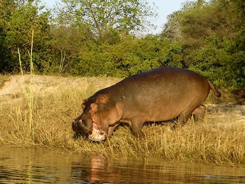 Hippo entering the Zambezi River.                                 Botswana,Geotagged,Hippopotamus,Hippopotamus amphibius