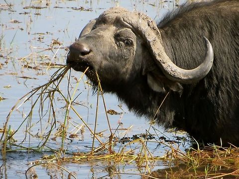 This cape water buffalo was just hanging out in the swamp.                                 African buffalo,Botswana,Geotagged,Syncerus caffer