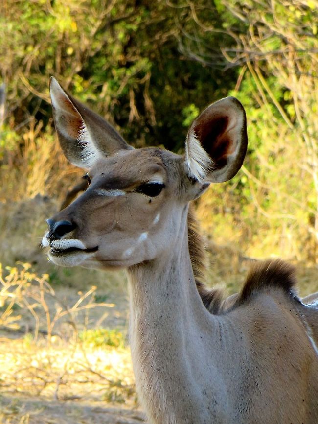 Beautiful female kudu!                                 Botswana,Geotagged,Greater Kudu,Tragelaphus strepsiceros