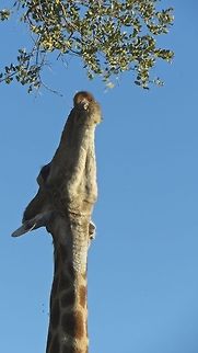 This giraffe was almost on his tippy toes to reach those high leaves!                                 Botswana,Geotagged,Giraffa camelopardalis,Giraffe