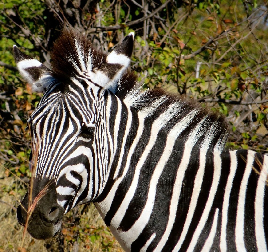 Beautiful zebra.                                 Botswana,Equus quagga,Geotagged,Plains zebra