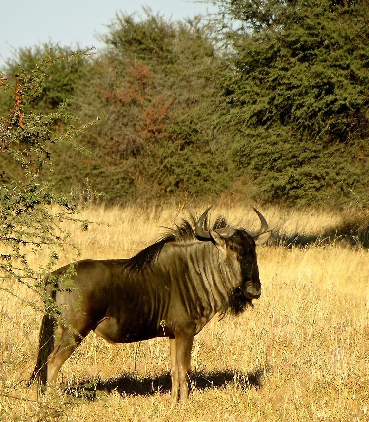 Majestic wildebeest.                                 Blue wildebeest,Botswana,Connochaetes taurinus,Geotagged