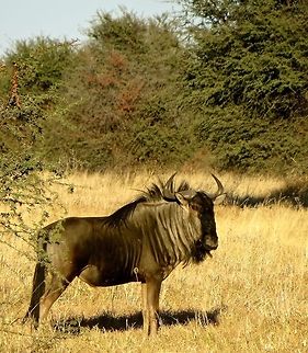 Majestic wildebeest.                                 Blue wildebeest,Botswana,Connochaetes taurinus,Geotagged