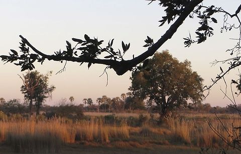 Early morning light over grassy plains outside of Chitabe Safari Camp.                                 Botswana,Geotagged
