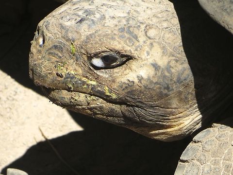 Giant tortoise giving me the look!                                 Chelonoidis nigra,Ecuador,Gal&aacute;pagos tortoise,Geotagged