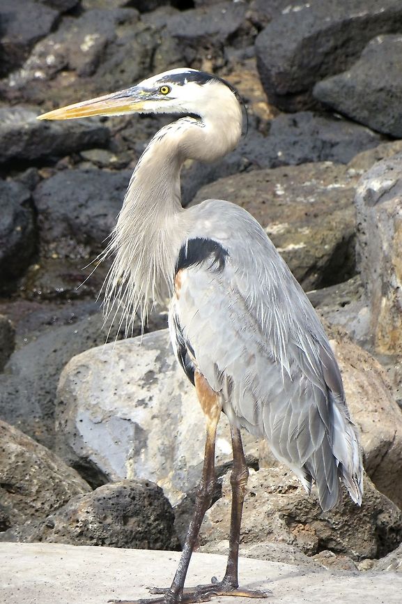 Great blue heron - quite majestic looking.                                 Ardea herodias,Ecuador,Geotagged,Great Blue Heron