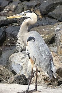 Great blue heron - quite majestic looking.                                 Ardea herodias,Ecuador,Geotagged,Great Blue Heron