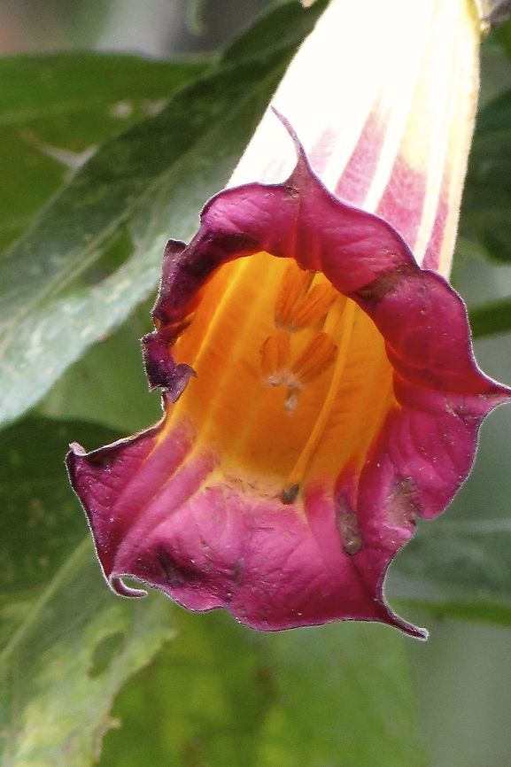 Trumpet vine?    Came across this lovely flower while hiking in the highlands of Ecuador. I wrote down "trumpet vine" in my notes at the time but would love to know if this is correct or if anyone knows the correct name....                             Campsis radicans,Ecuador,Geotagged,Pink trumpet vine,Podranea ricasoliana,Trumpet vine