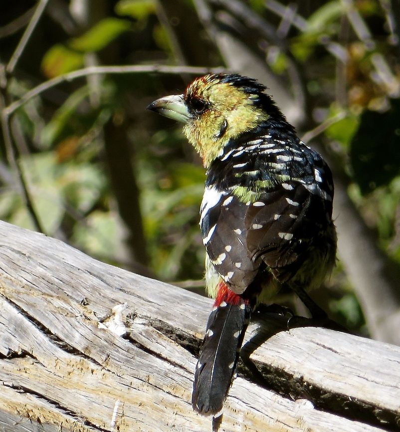 Yellow crested barbet                                 Botswana,Crested Barbet,Geotagged,Trachyphonus vaillantii