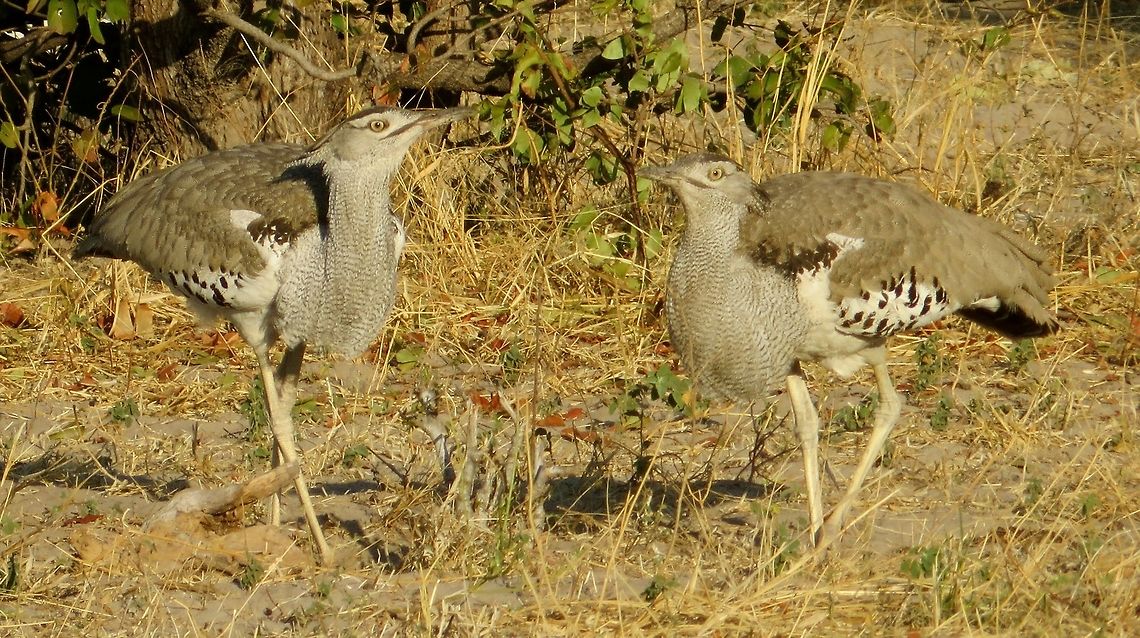 Pair of Kori bustards These cool dudes are the national bird of Botswana.                                Ardeotis kori,Kori Bustard